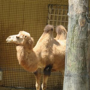 Bactrian camel