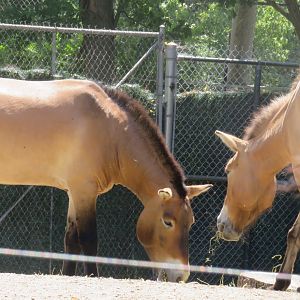 Przewalski's horses