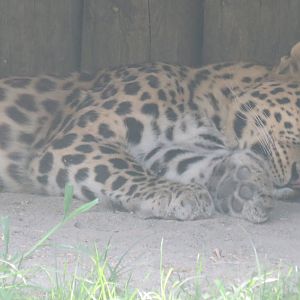 Amur leopard