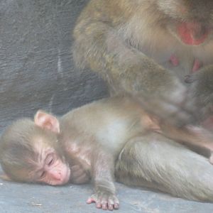 Young Japanese macaque getting groomed by mom
