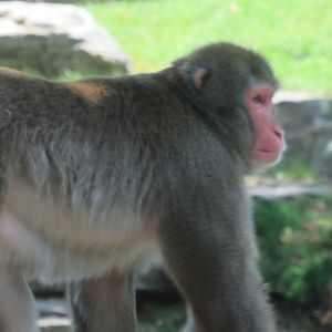 Japanese macaque