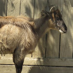 Himalayan tahr