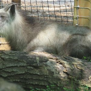 Japanese serow