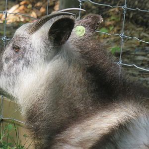Japanese serow