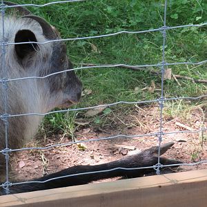 Japanese serow with closeup of hoof