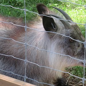 Japanese serow closeup