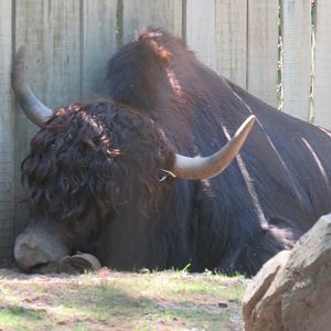Adult yak