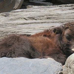 Yak calf
