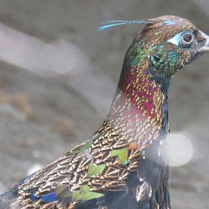 Himalayan monal