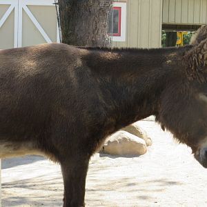 Donkey