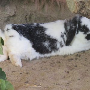 Domestic rabbit