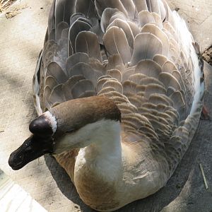 African goose