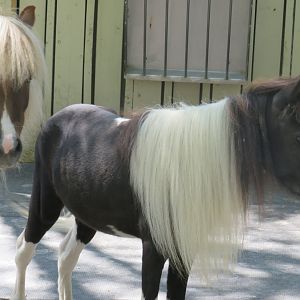 Miniature horses