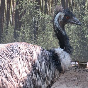 Emu
