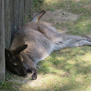 Lounging Bennett's wallaby
