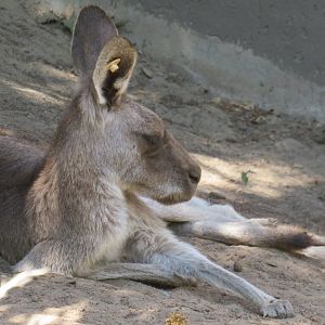 Lounging eastern grey kangaroo