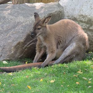 Bennett's wallaby