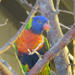 Rainbow lorikeet