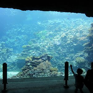Snapshot of world-class Coral Reef tank