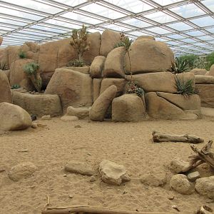 Desert - Collared Peccary Exhibit