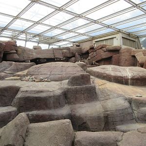 Desert - Bighorn Sheep Exhibit