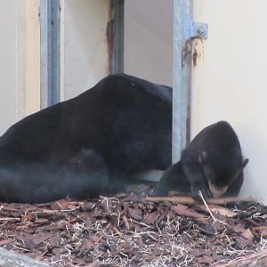 Sun Bear Cub