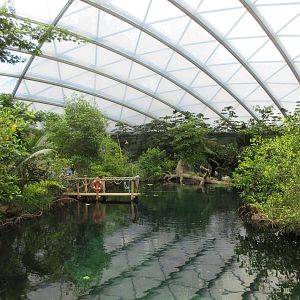 Mangrove (New in 2017)