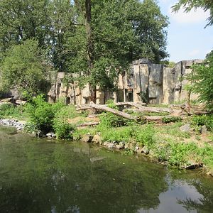 African Lion Exhibit