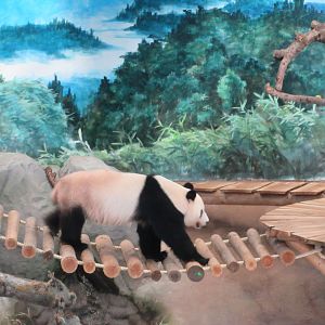 Pandasia - Giant Panda Complex