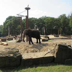 African Elephant Exhibit