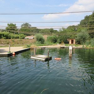Harbour Seal Exhibit