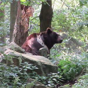 Brown Bear (unusual markings on 'Igor')