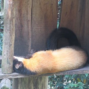 Yellow-throated Pine Marten