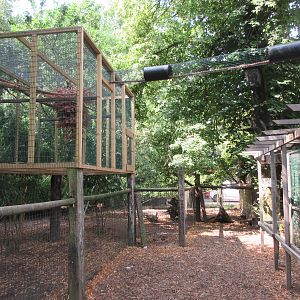 Cotton-top Tamarin Exhibit