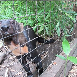 Do you want to pet a Tayra?