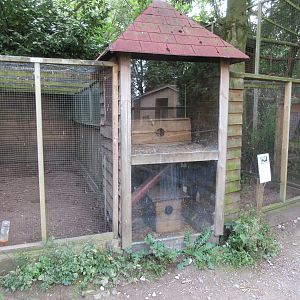 Yellow Mongoose/Lesser Grison Exhibits