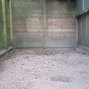 Yellow Mongoose Exhibit