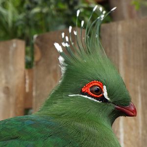 Turaco
