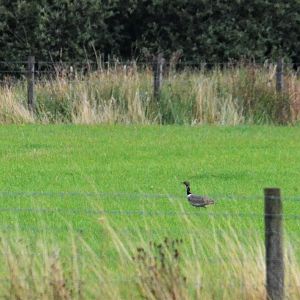 Little Bustard at Mickletown Methley (W. Yorks), 10/08/19