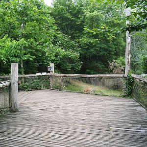 Giant anteater - Azara's agouti viewing area within the Puna aviary, 2019-07-21