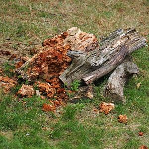 Wood broken apart by giant anteater, 2019-07-21