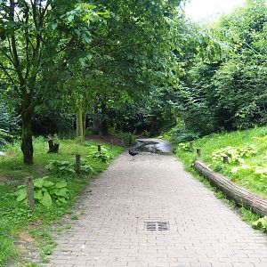 View in Puna aviary, 2019-07-21