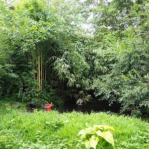 Pond and vegetation in the Puna aviary, 2019-07-21