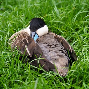 Puna teal (Spatula puna), 2019-07-21