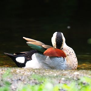 Preening ringed teal drake (Callonetta leucophrys), 2019-07-21