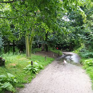 View in Puna aviary, 2019-07-21
