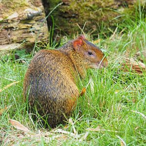 Azara's agouti (Dasyprocta azarae), 2019-07-21