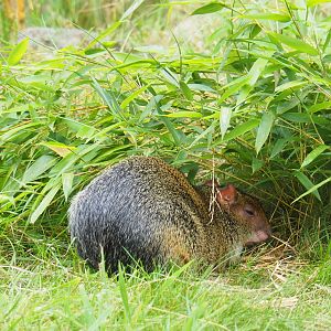 Azara's agouti (Dasyprocta azarae), 2019-07-21