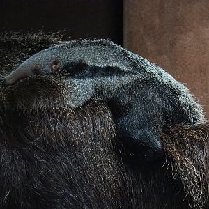 Giant anteater pup (Myrmecophaga tridactyla), 2019-07-21