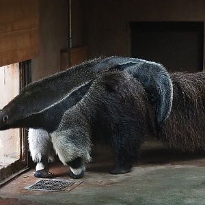 Giant anteater with pup (Myrmecophaga tridactyla), 2019-07-21